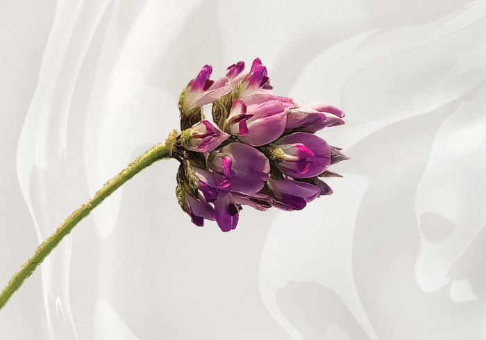 Bakuchiol Nedir? Retinol Alternatifi mi? | K-Beauty Rehberi